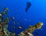 Scuba Diving at Navarino Sea